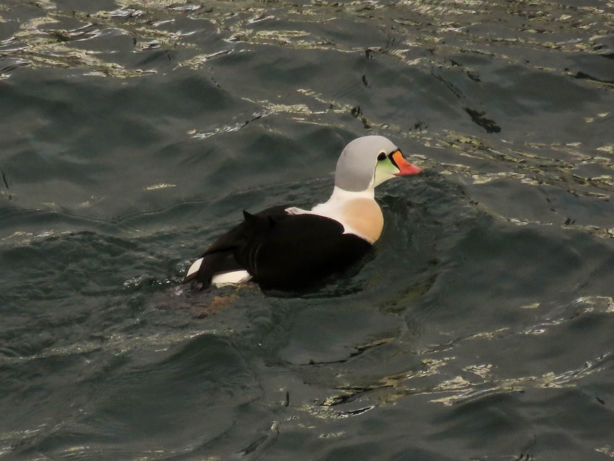 King Eider - ML77154621