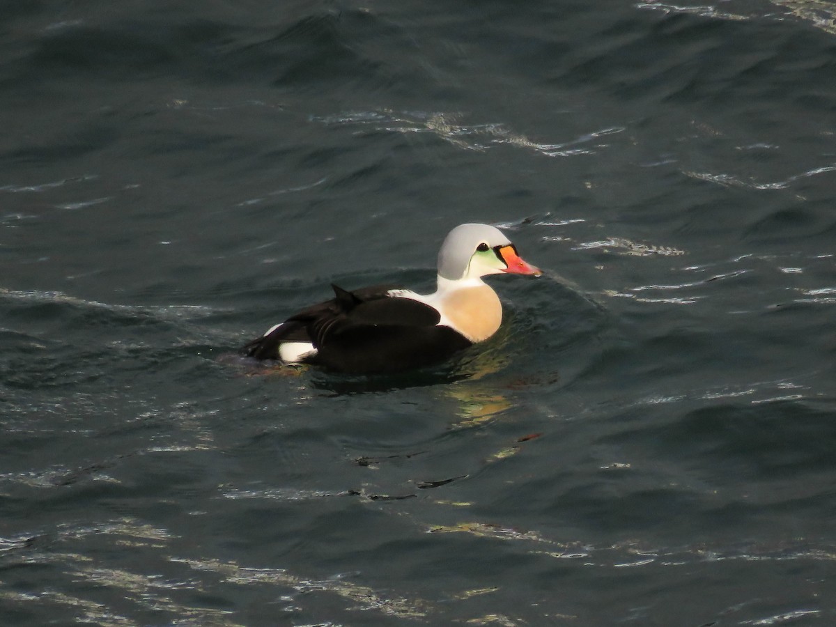 King Eider - ML77154641