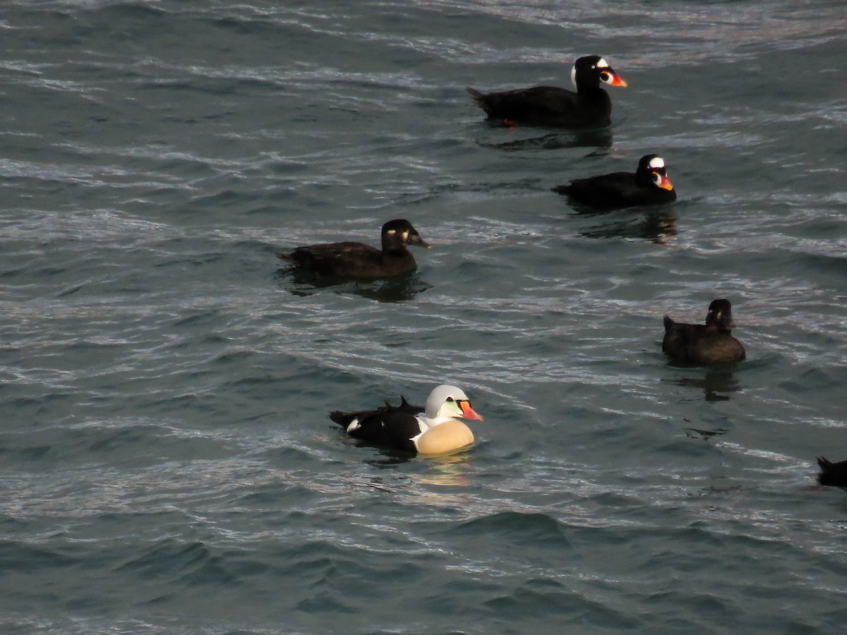 King Eider - ML77154651