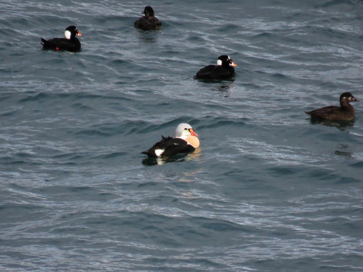 King Eider - ML77154661