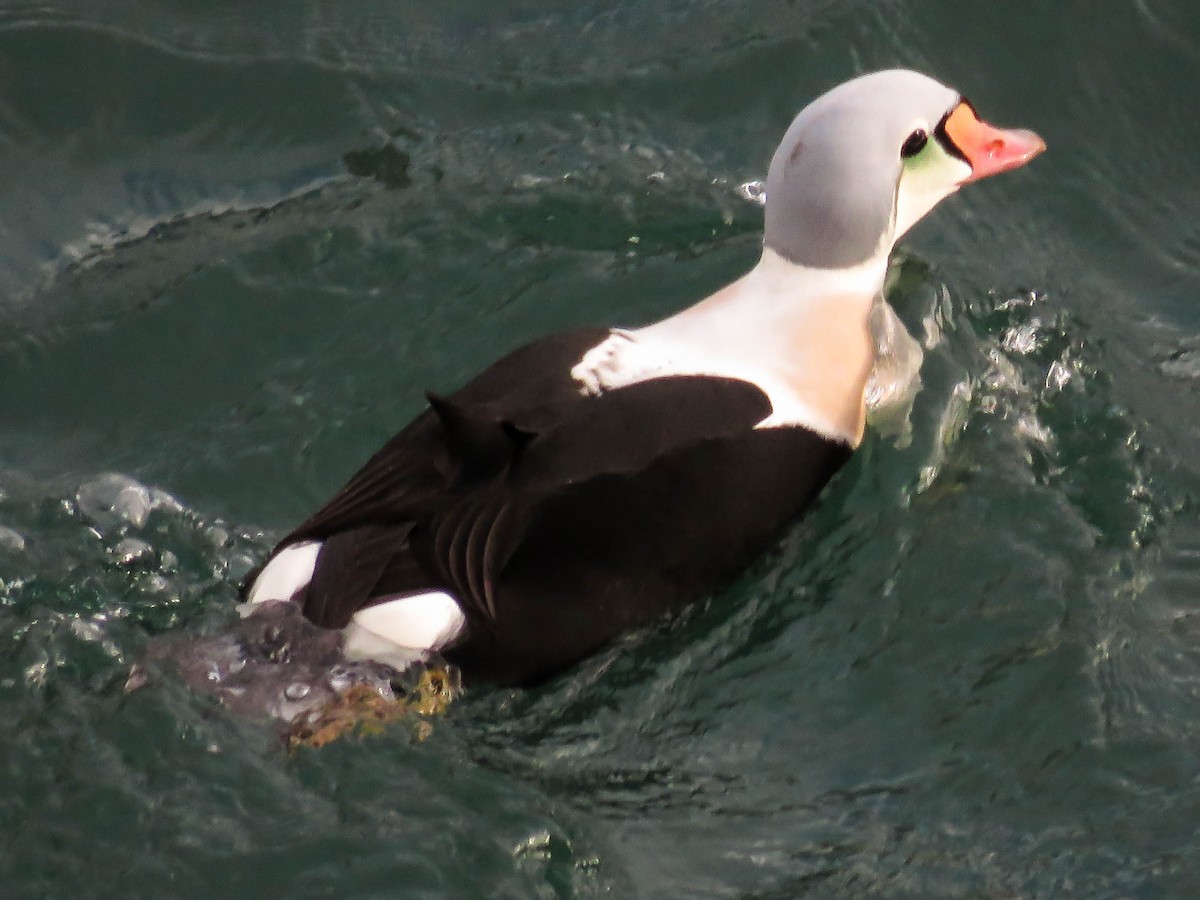 King Eider - ML77154671