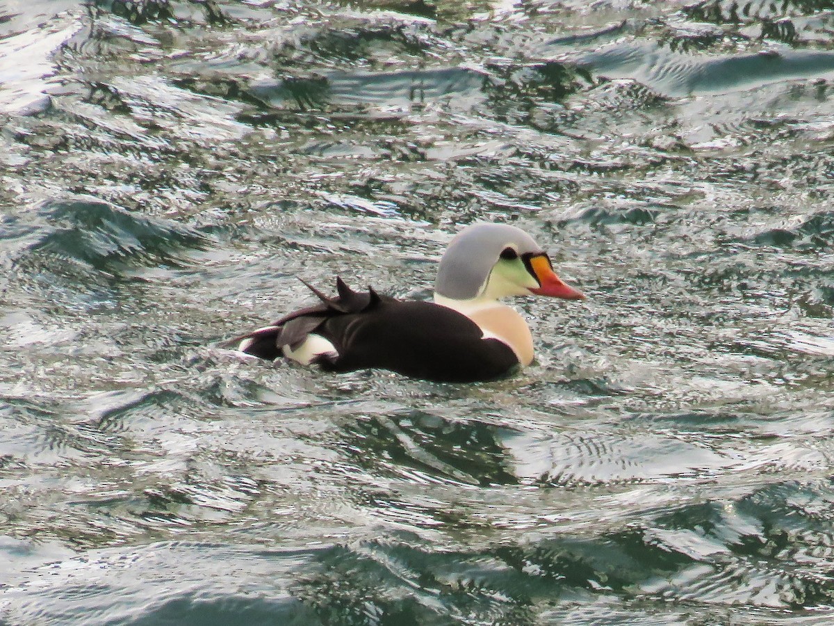 King Eider - ML77154681
