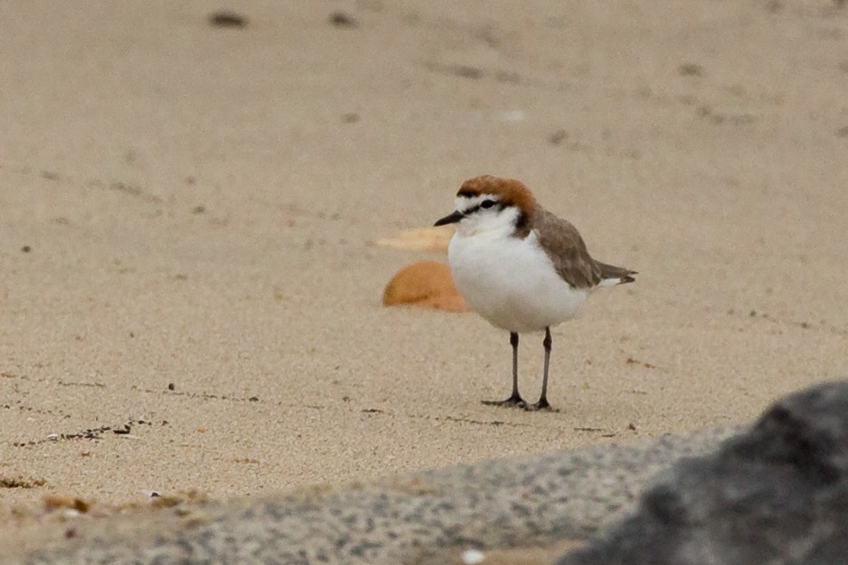 Red-capped Plover - ML77154841