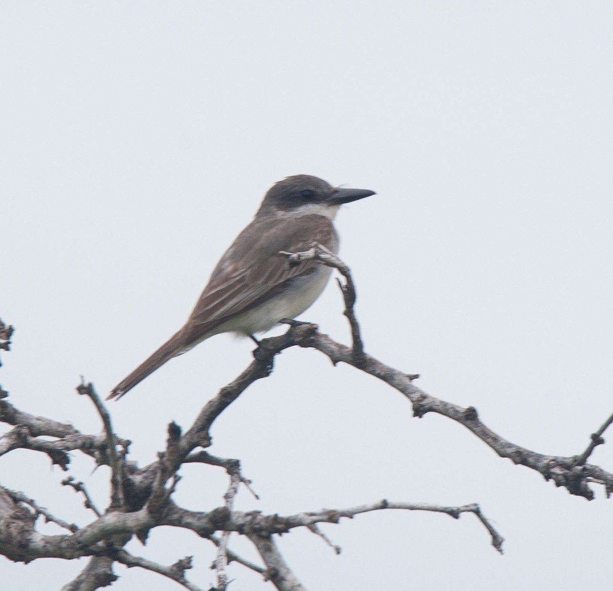 Gray Kingbird - ML77155531