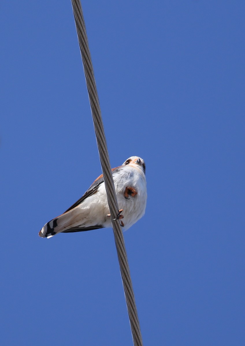 Buntfalke (sparverioides) - ML77156271