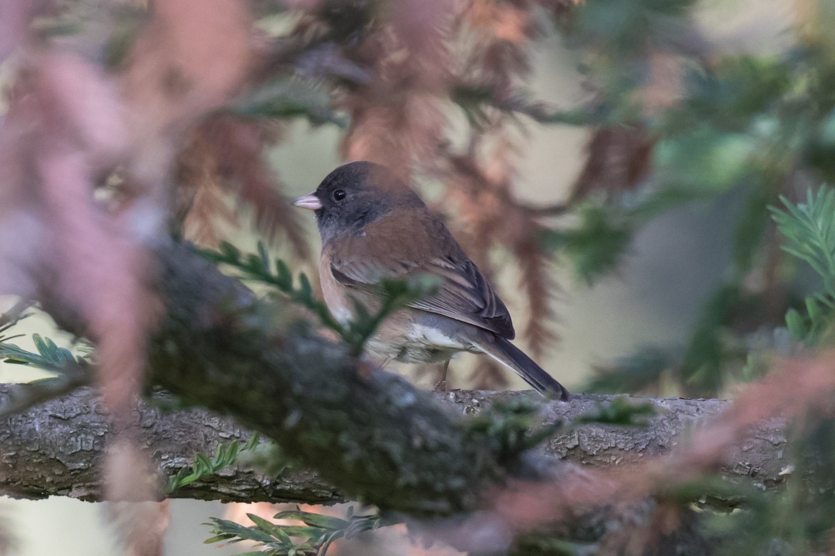 Dark-eyed Junco - ML77157261