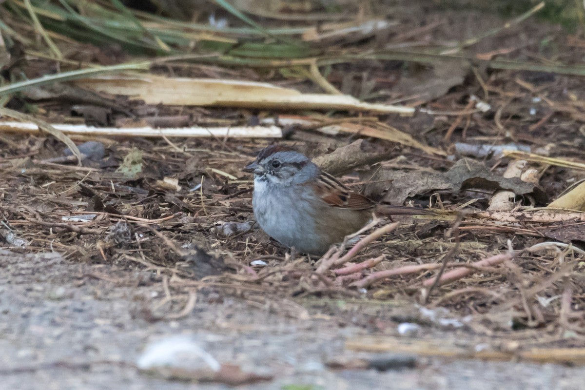 Swamp Sparrow - ML77157511