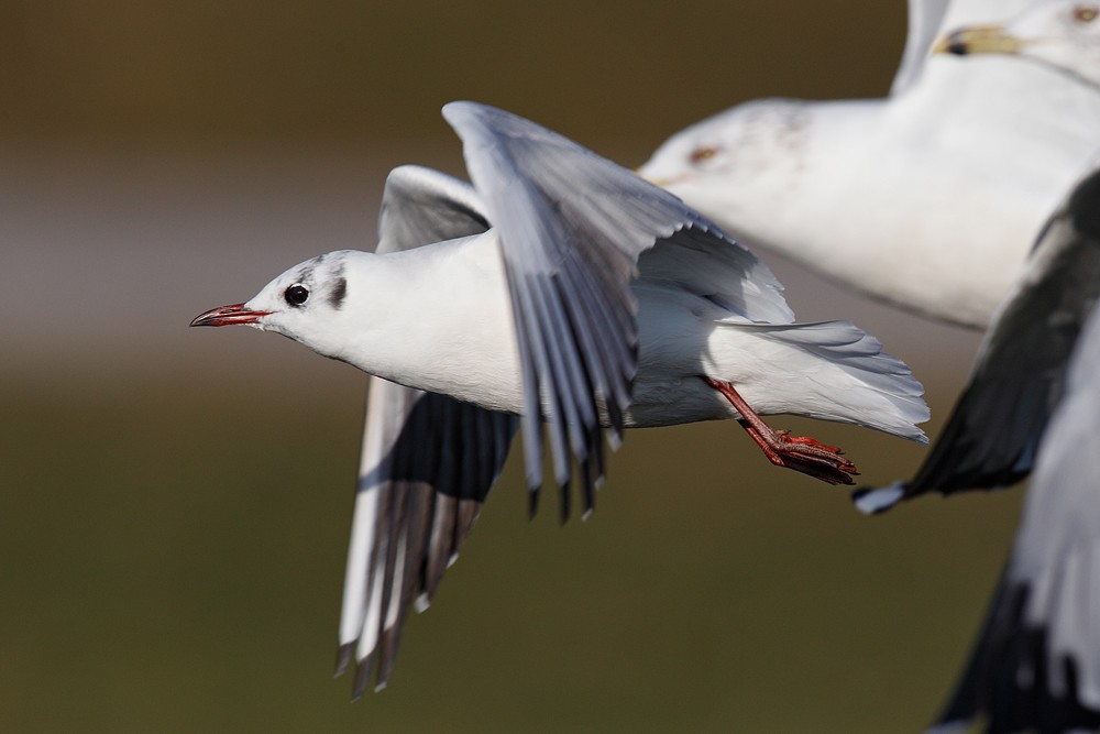 Black-headed Gull - ML77157891