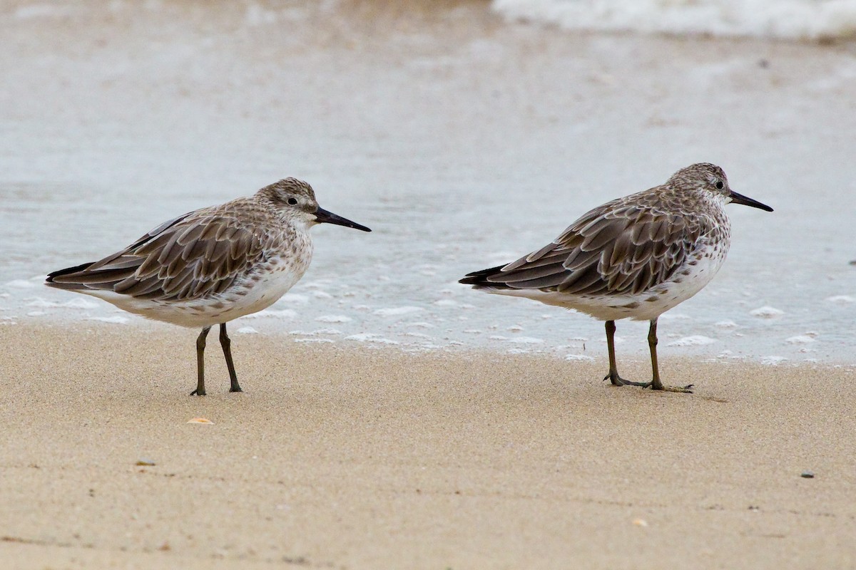 Great Knot - ML77158021