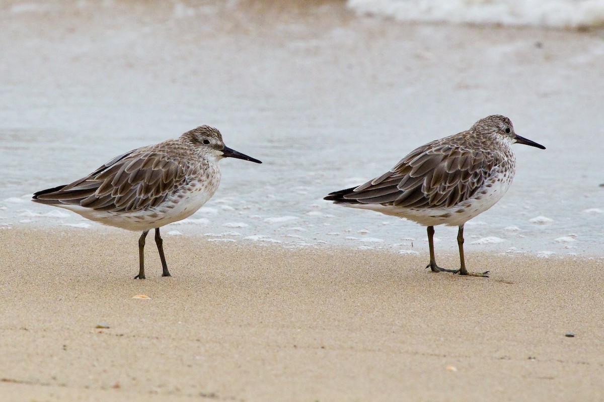 Great Knot - Brian Healy