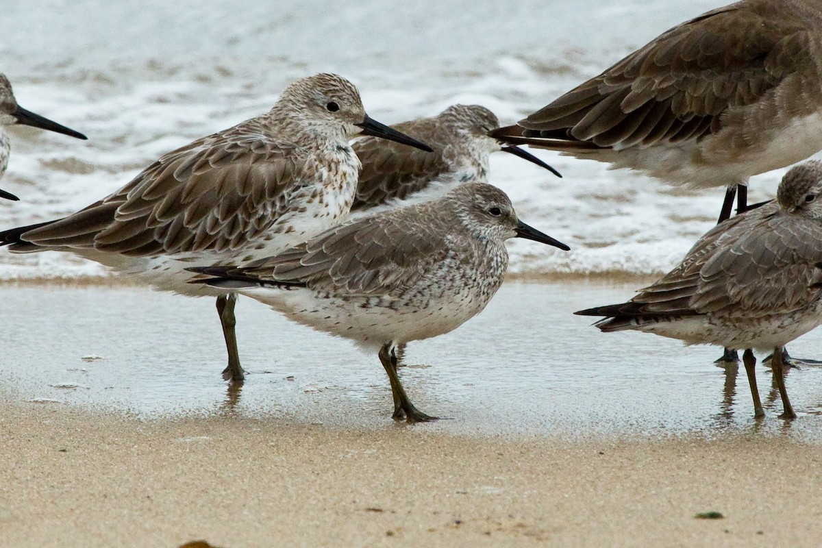 Red Knot - ML77158821