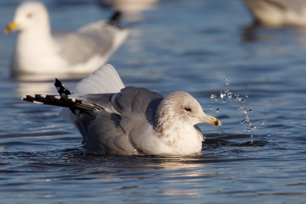 California Gull - Geoff Malosh