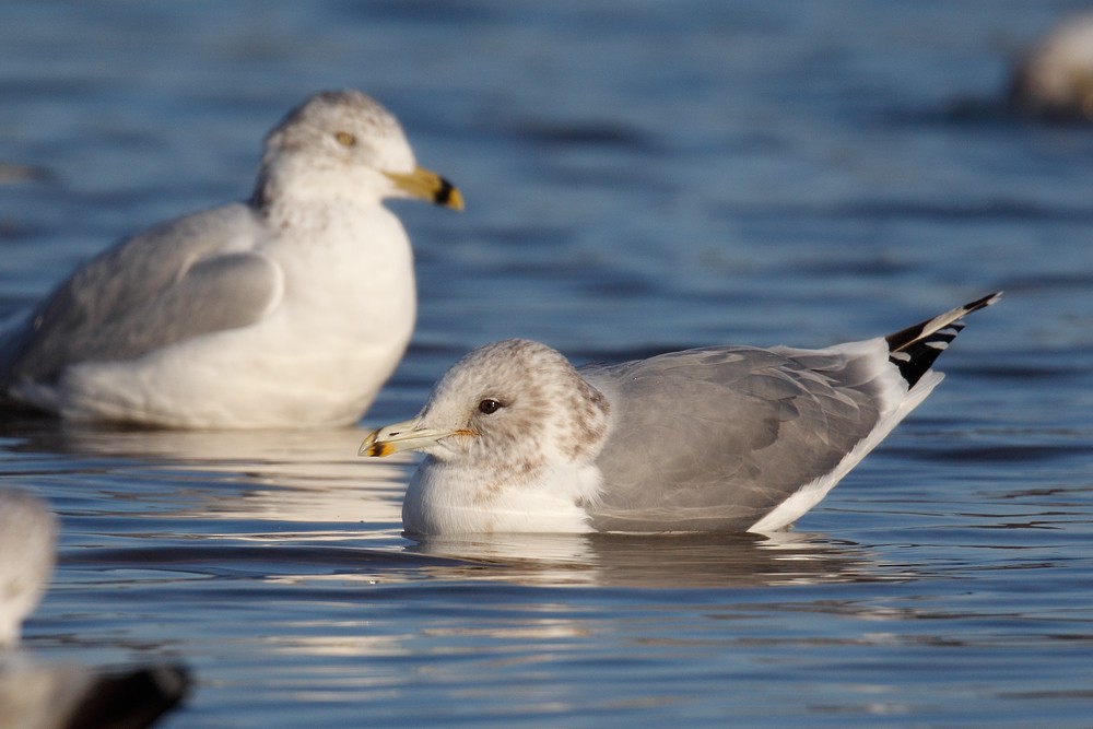 California Gull - ML77160591