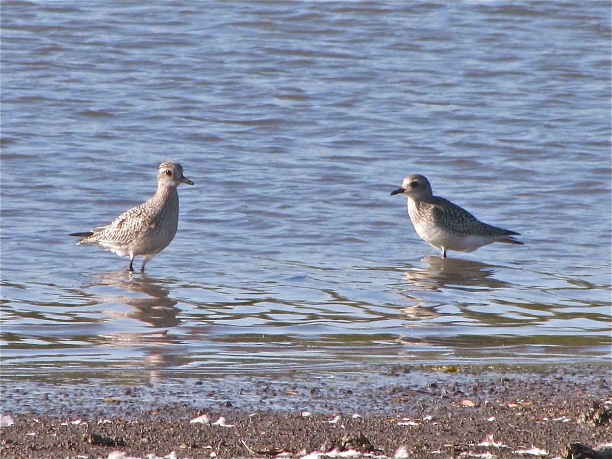 Black-bellied Plover - Benjamin Murphy