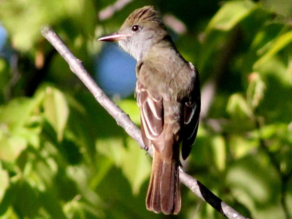 Great Crested Flycatcher - Mike Wanger