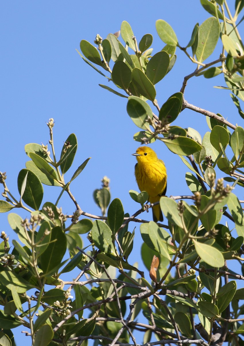 Yellow Warbler (Golden) - ML77161051