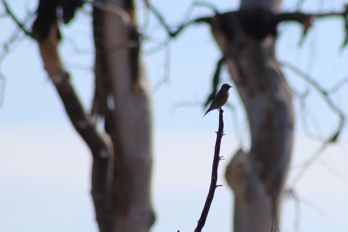 Eastern Bluebird - ML77161221