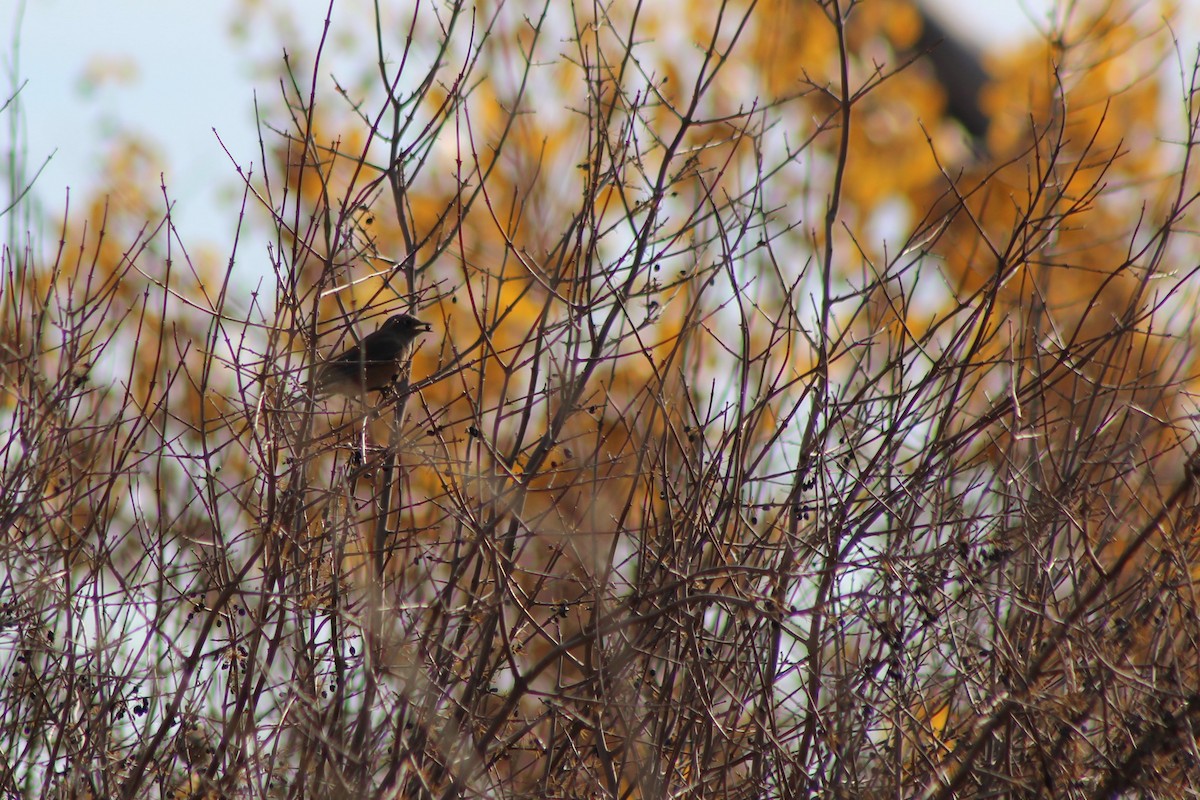 Eastern Bluebird - ML77161231