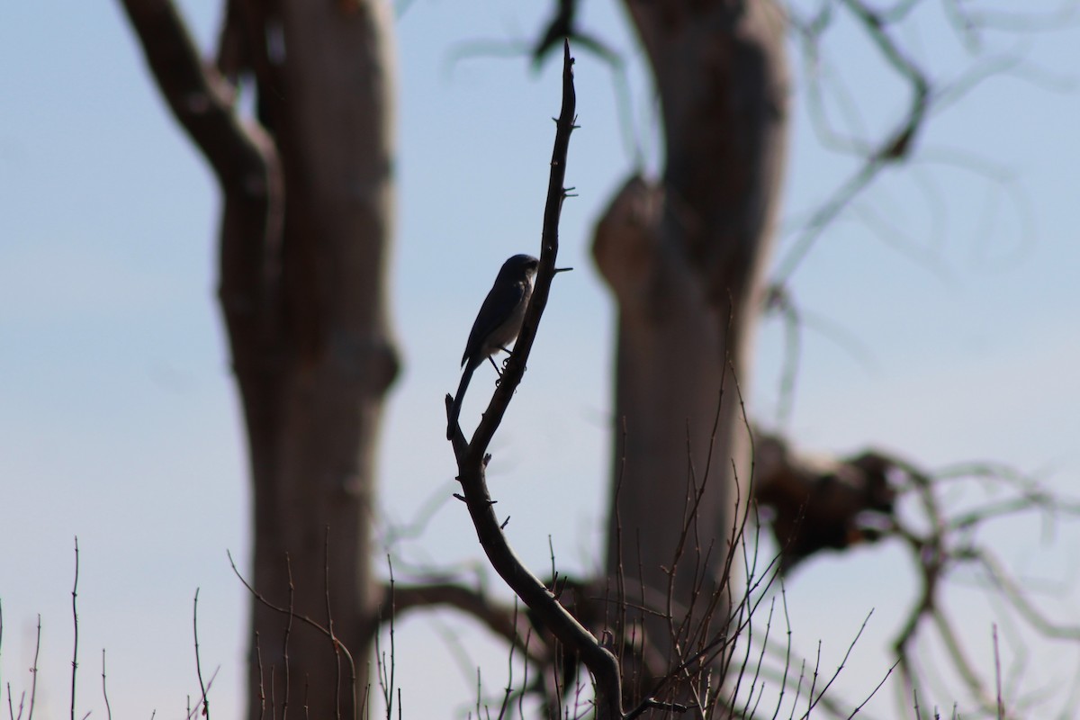 Woodhouse's Scrub-Jay - ML77162001