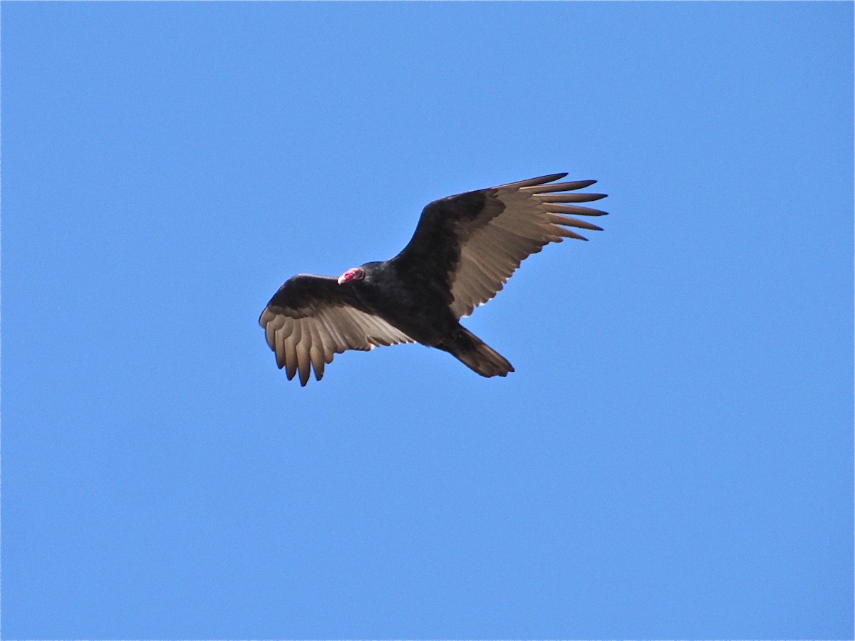 Urubu à tête rouge - ML77162661