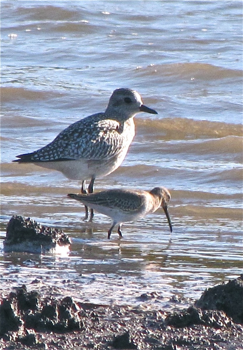 Dunlin - ML77162931