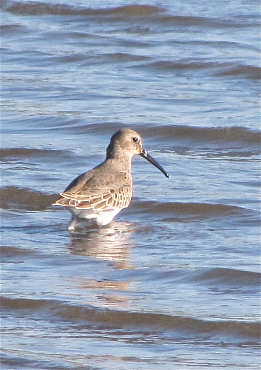 Dunlin - ML77163081