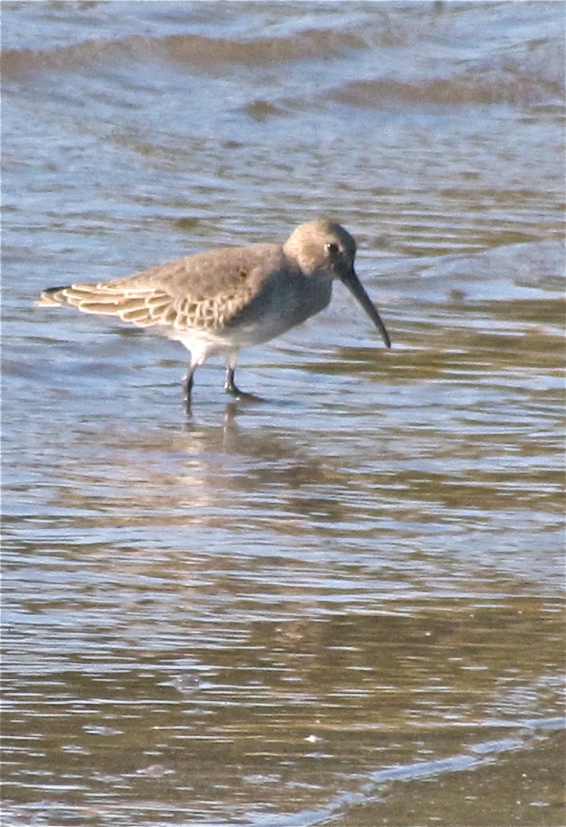 Dunlin - ML77163091