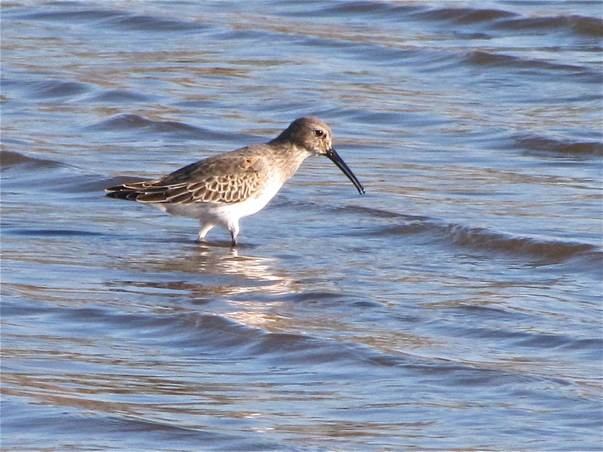 Dunlin - ML77163111