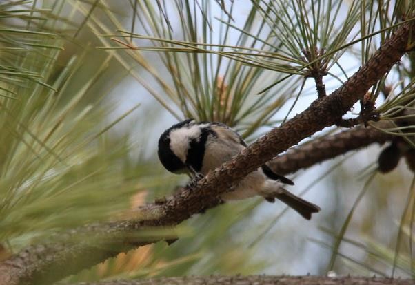 Coal Tit - ML77163161