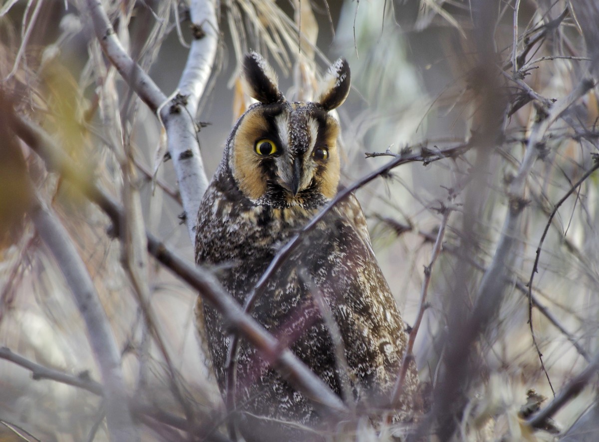 Long-eared Owl - James Jansen
