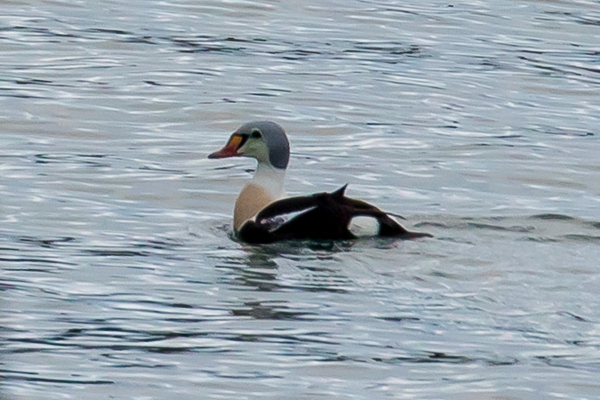 King Eider - ML77164991