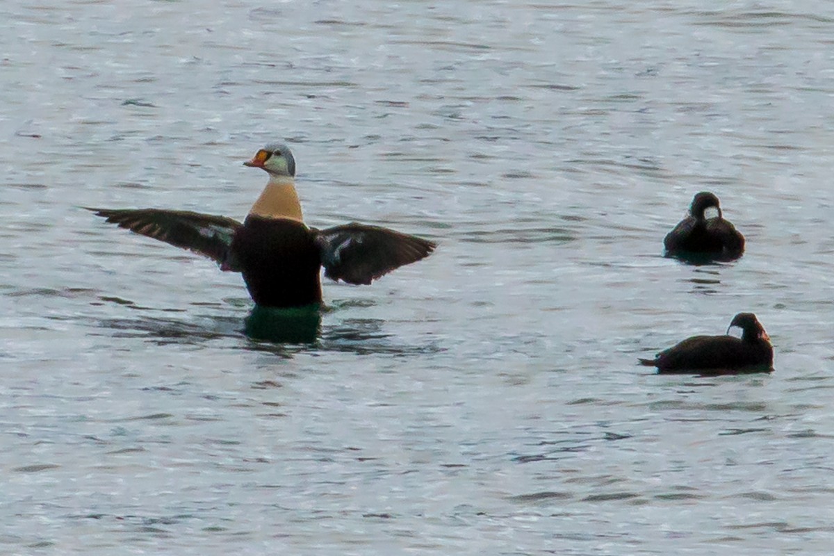 אדרית מלכותית - ML77165001