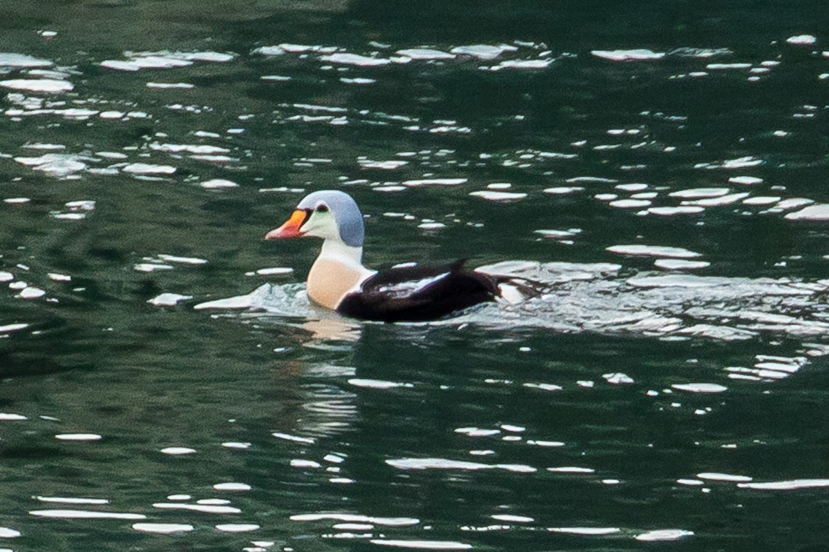 King Eider - ML77165011