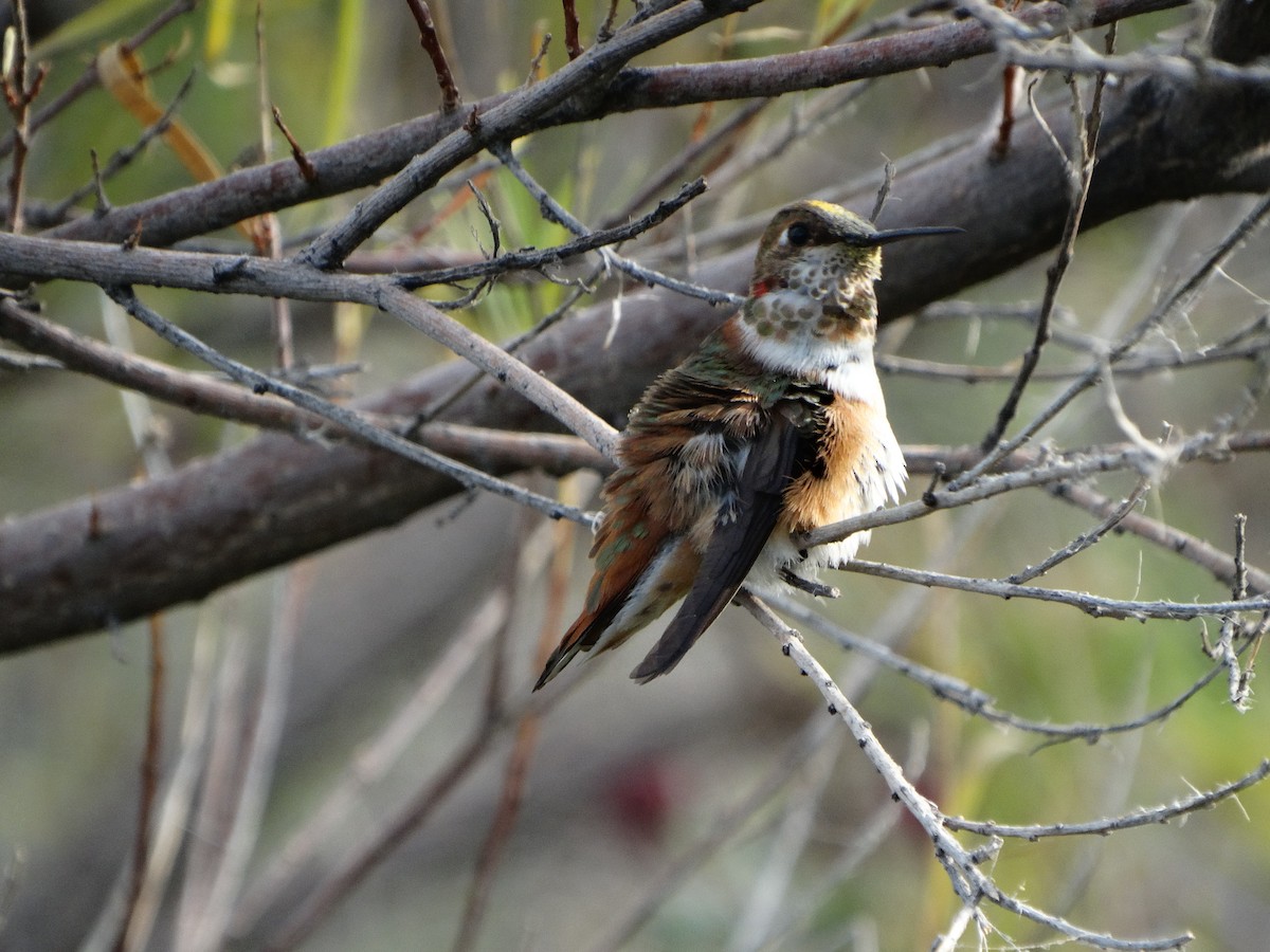 Rufous Hummingbird - Janine McCabe