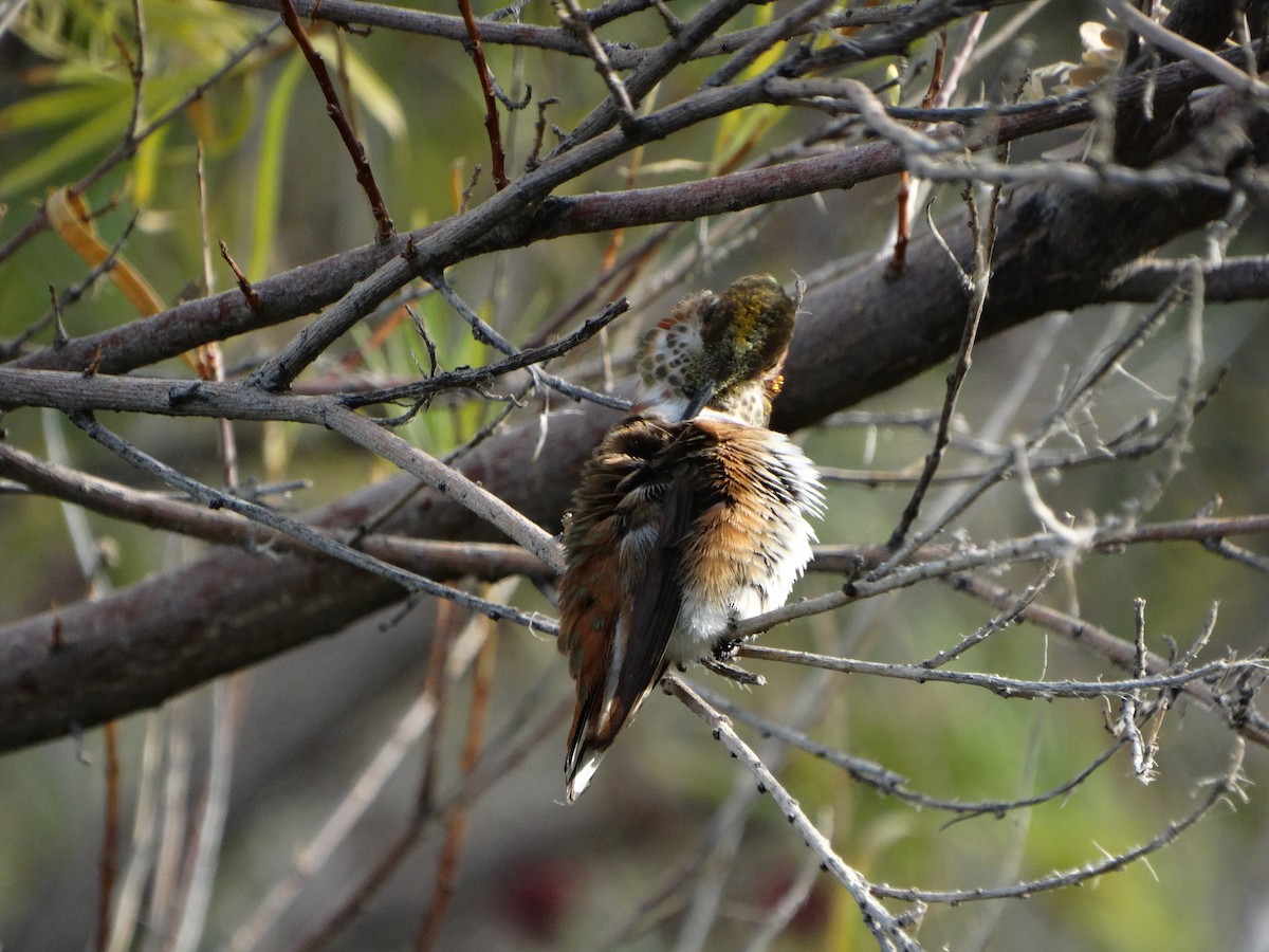 Rufous Hummingbird - Janine McCabe