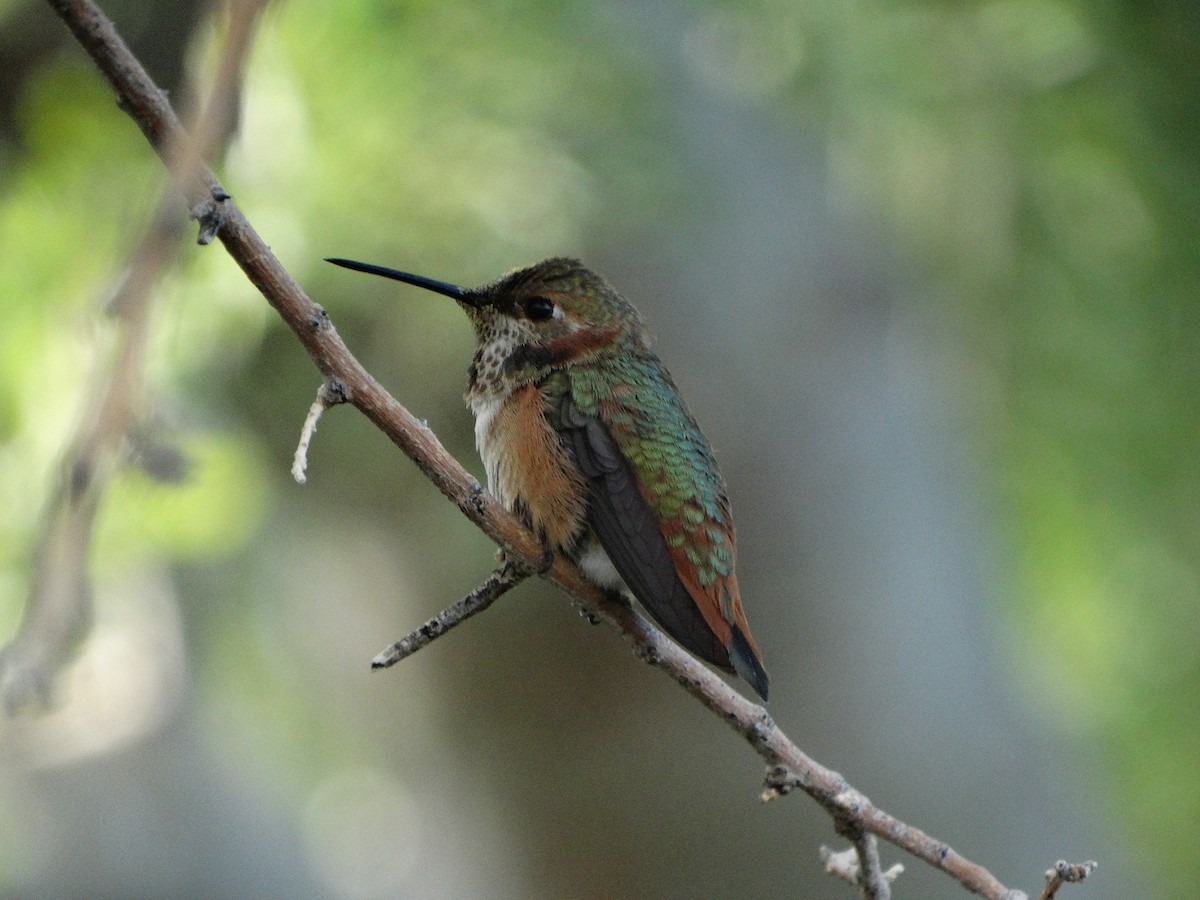 Rufous Hummingbird - ML77166721