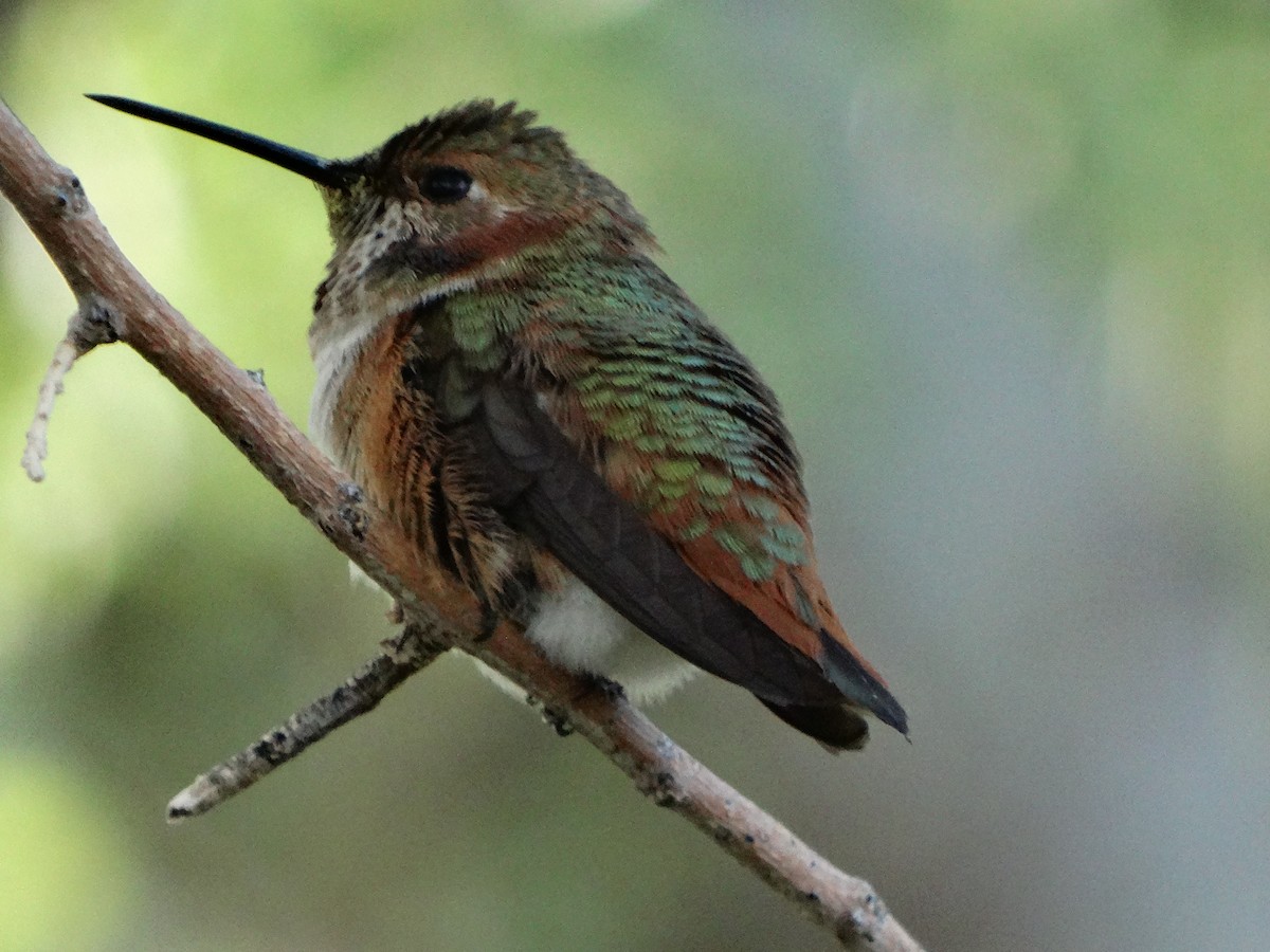 Rufous Hummingbird - Janine McCabe