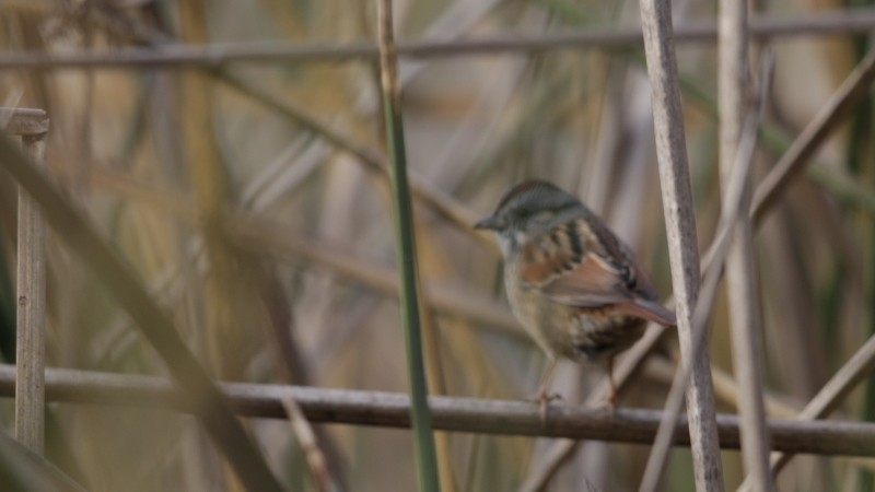 Swamp Sparrow - ML77168791