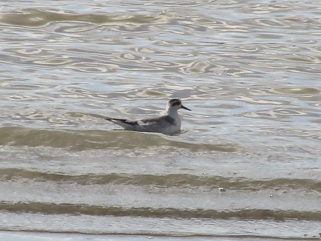 Red Phalarope - Andrew Ray