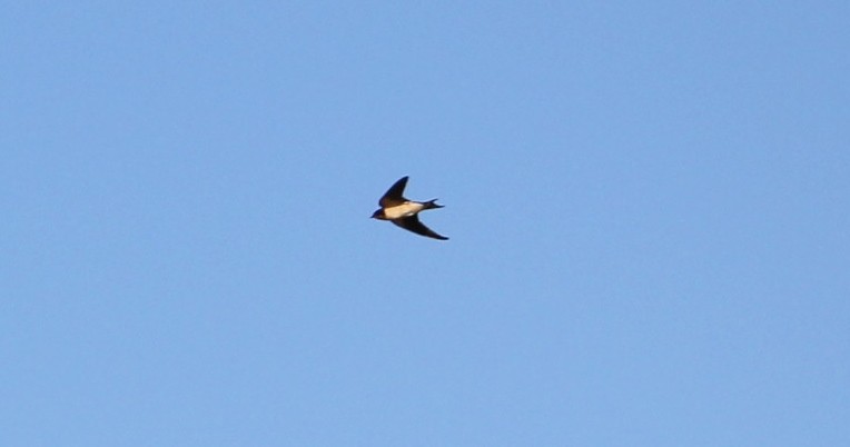 Barn Swallow - Bonnie Slaton