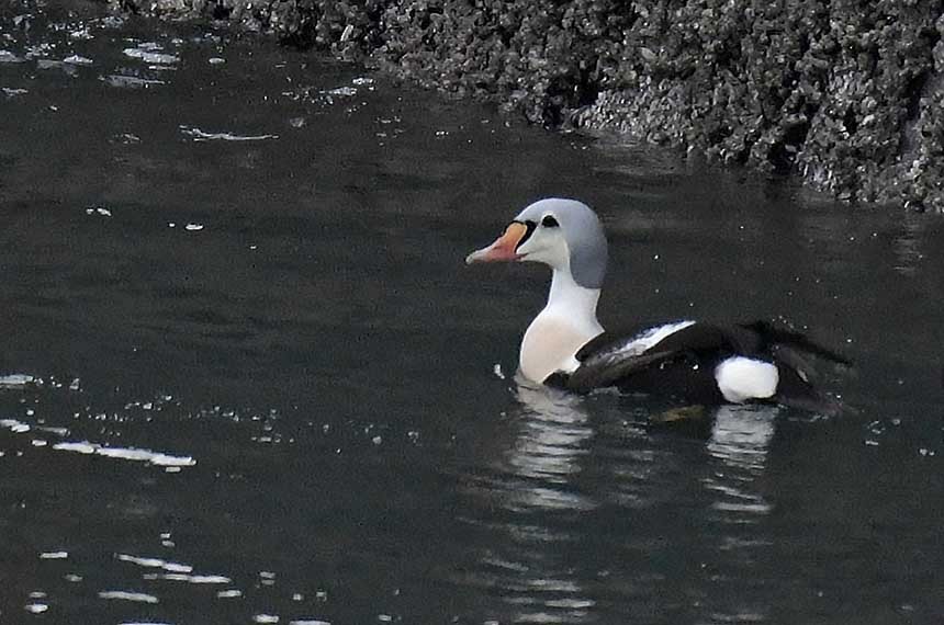 King Eider - ML77170451