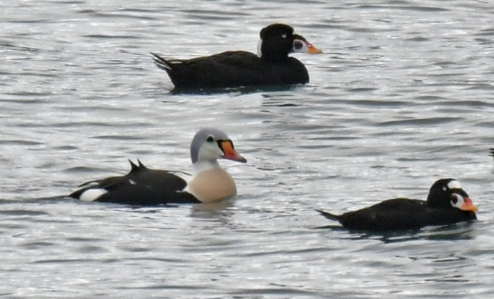 King Eider - ML77170531