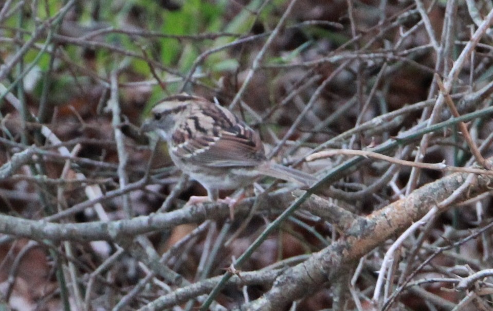 White-throated Sparrow - ML77172141