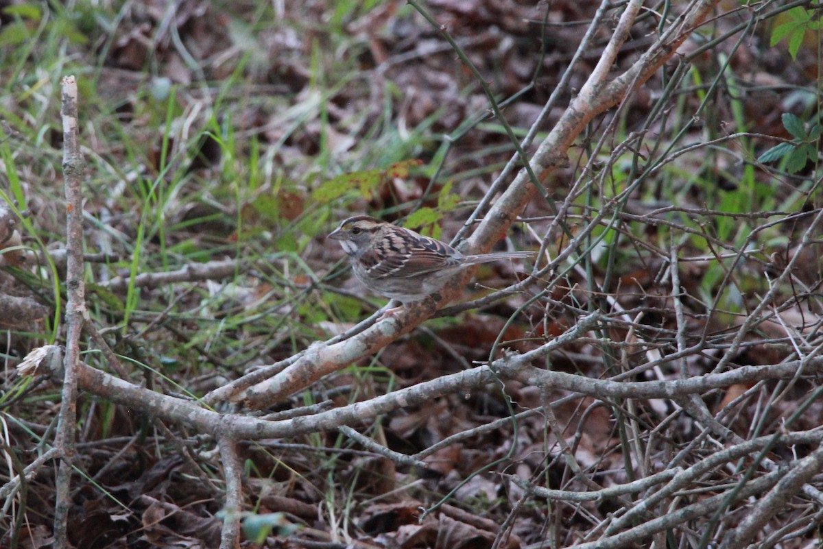 White-throated Sparrow - ML77172151