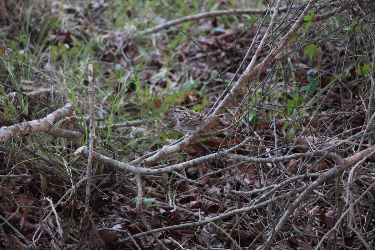 White-throated Sparrow - ML77172161