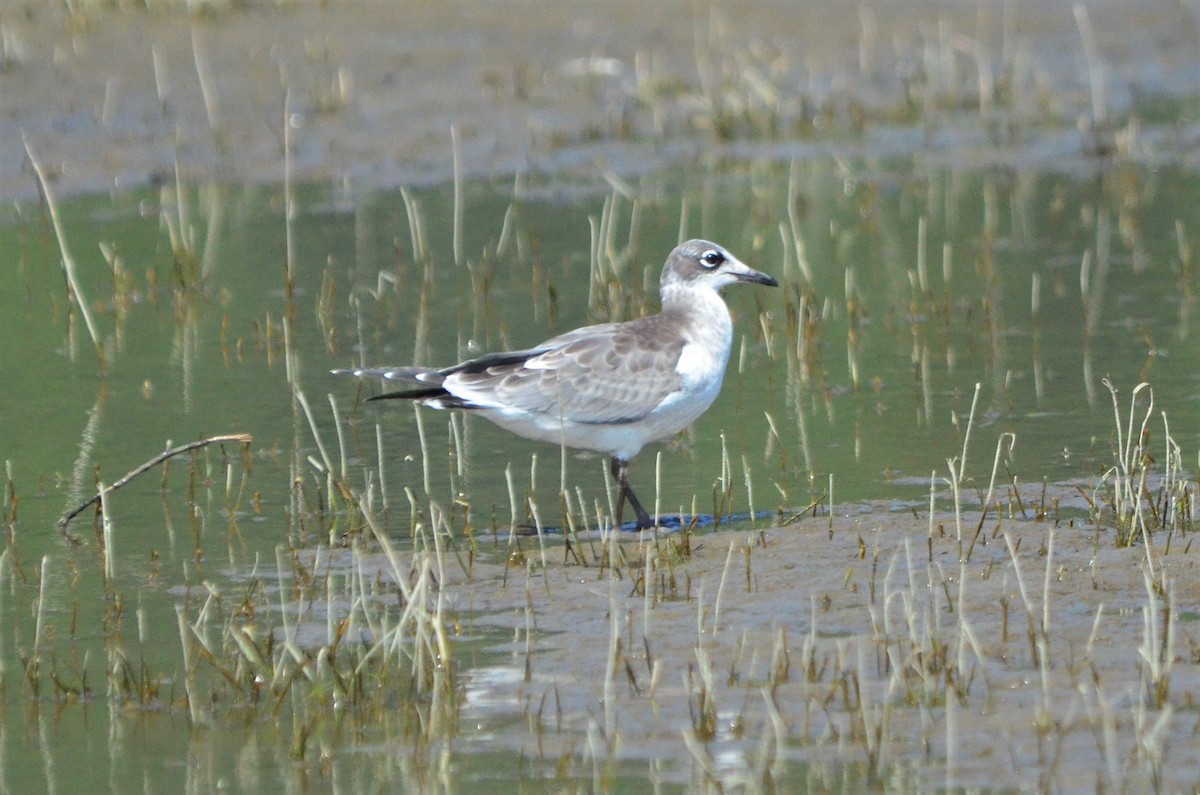 Franklin's Gull - ML77174241