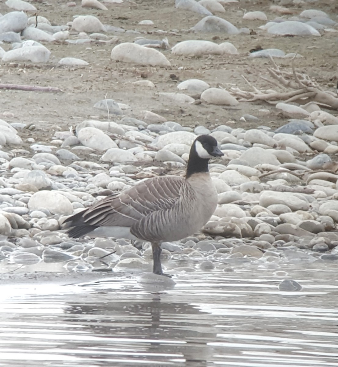 Cackling Goose (Richardson's) - ML77174481