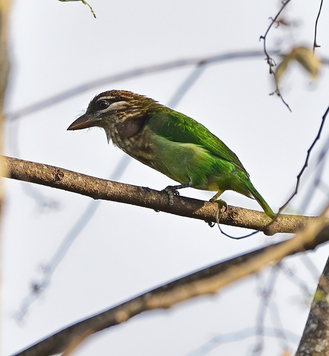 White-cheeked Barbet - ML77180521