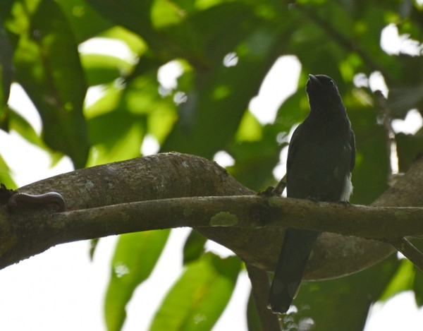 Sulawesi Cicadabird - ML77182081