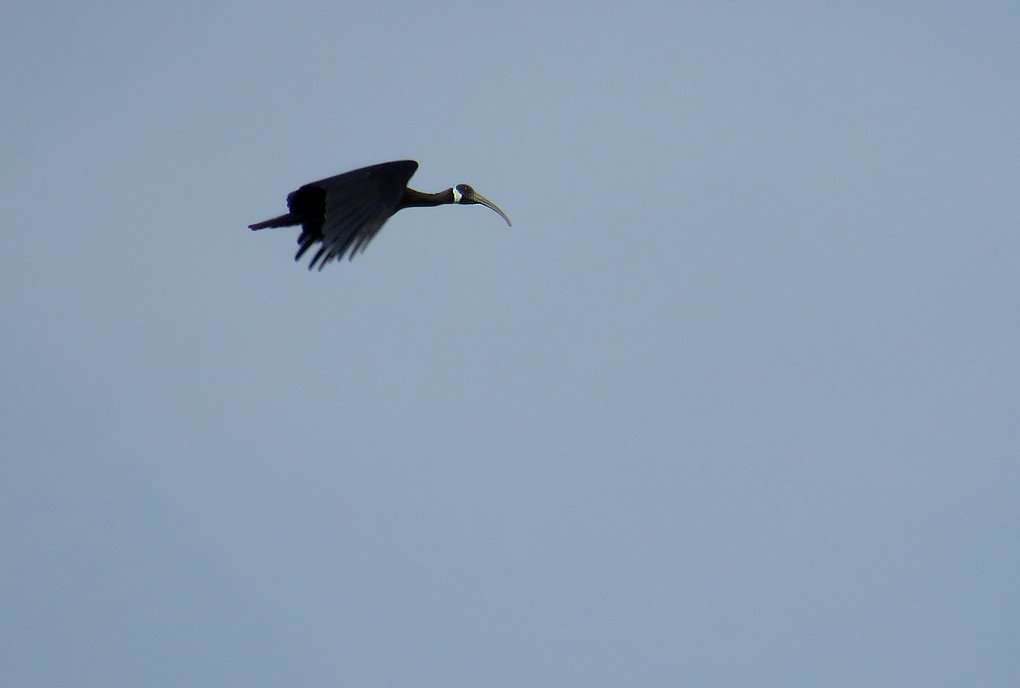 White-shouldered Ibis - ML77183651